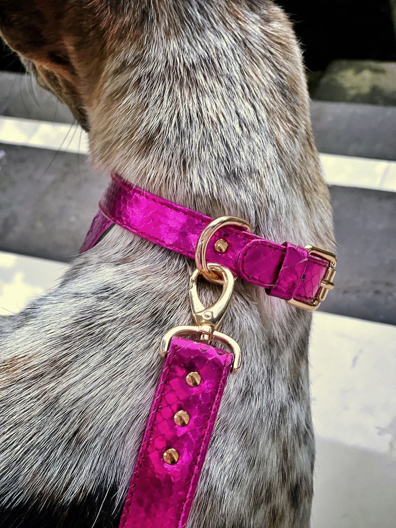 Python Dog Scarf Collar and Leash - Maison de Kingsley Couture Harmonie et Fureur Spain